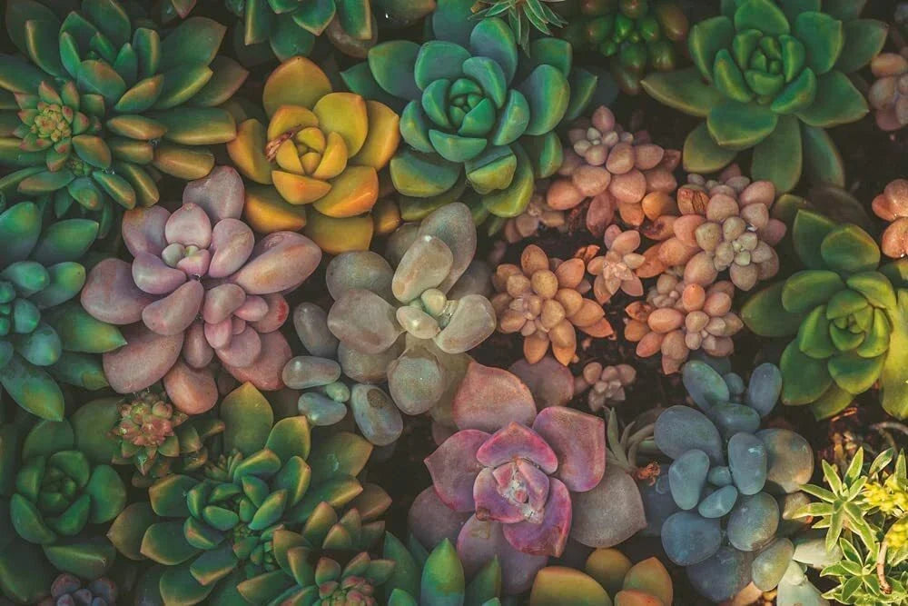 Succulent Seeds Mix - 100 Echeveria Varieties - Echeveria spp. - Perfect for Gardening and Terrariums