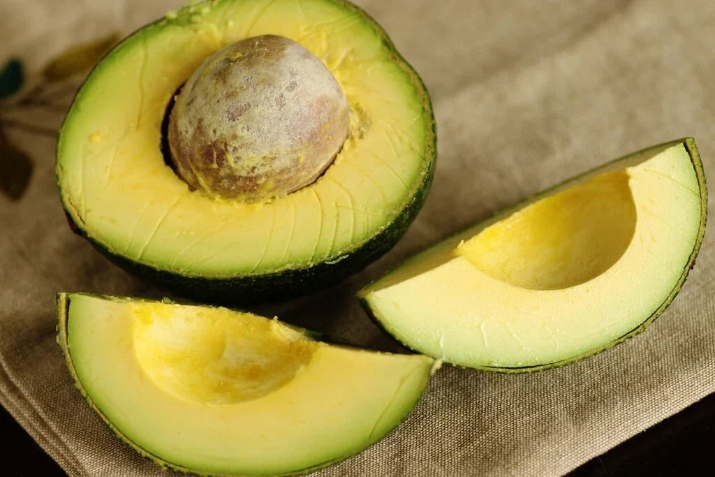 Rare Cleopatra Avocado Cuttings - 3 Wax-Dipped Scions - Persea americana 'Cleopatra' for Container Gardening