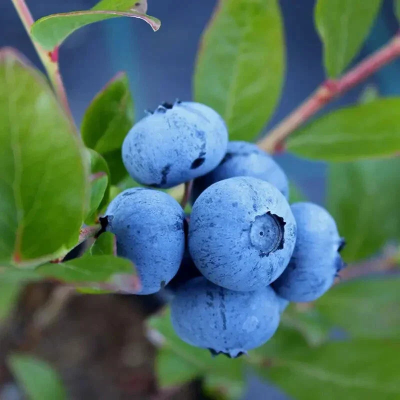 Sunshine Blue Blueberry Plant 3" Pot - Vaccinium corymbosum - Compact Evergreen Variety for Small Gardens and Containers