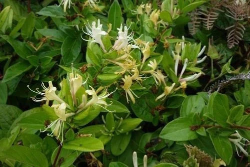 Japanese Honeysuckle Vines 7-Pack - Fragrant Heirloom Lonicera japonica - Live Rooted Plants for Climbing and Naturalizing