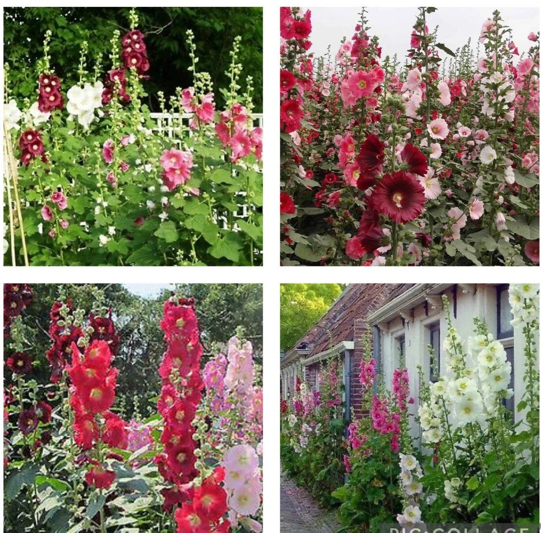 Hollyhock Flower Seeds Mix - 60+ Heirloom Seeds - Indian Spring Variety - Alcea rosea - Colorful Perennial Garden Blooms