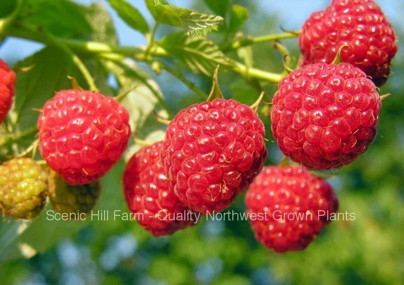 Heritage Everbearing Raspberry Bare Root Plants - Organic Rubus idaeus - High-Yielding Sweet Berries - Easy to Grow