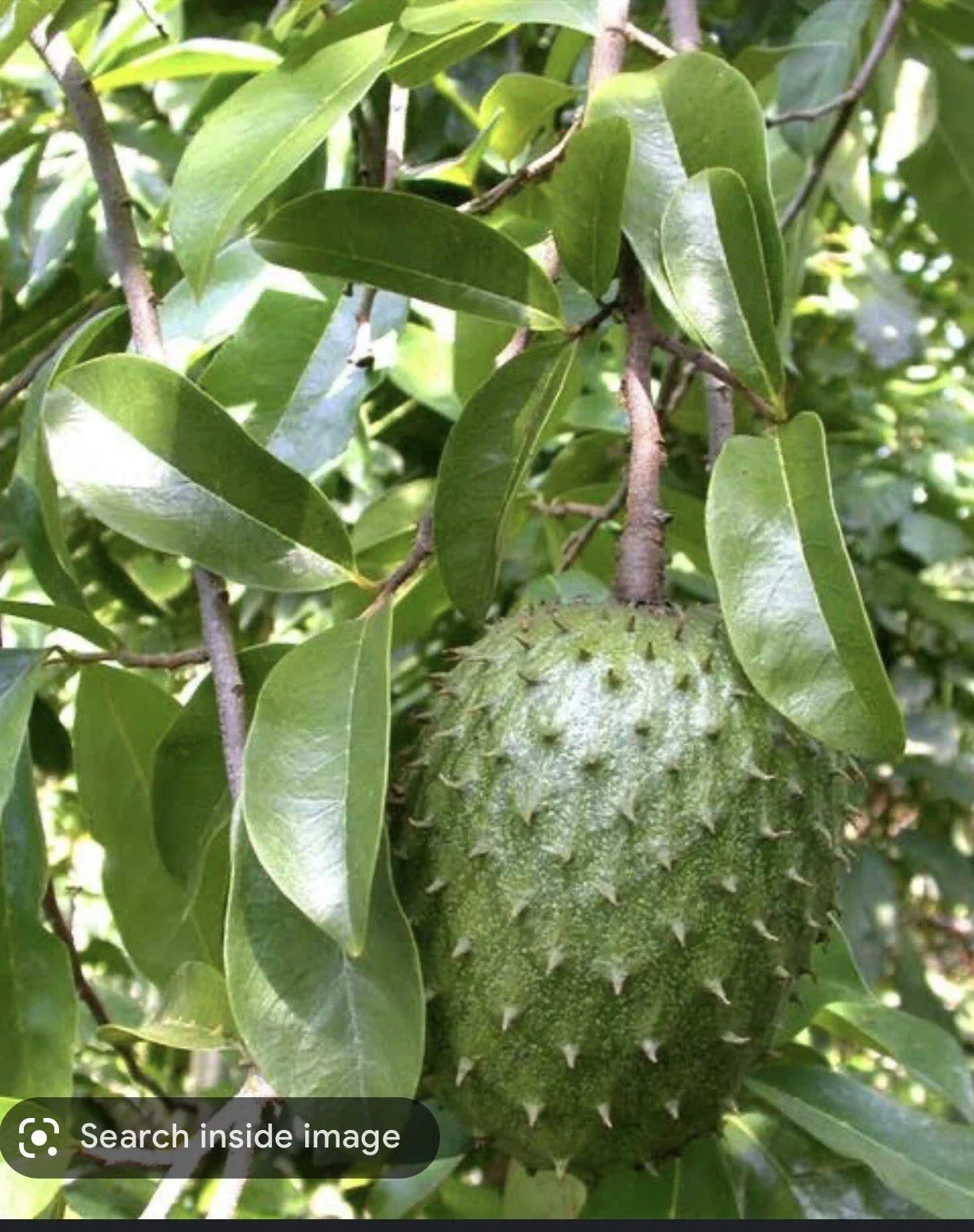 Graviola Soursop Plant in Pot - 5-9 Inches - Annona Muricata - Tropical Guanabana Tree for Home Garden Decor