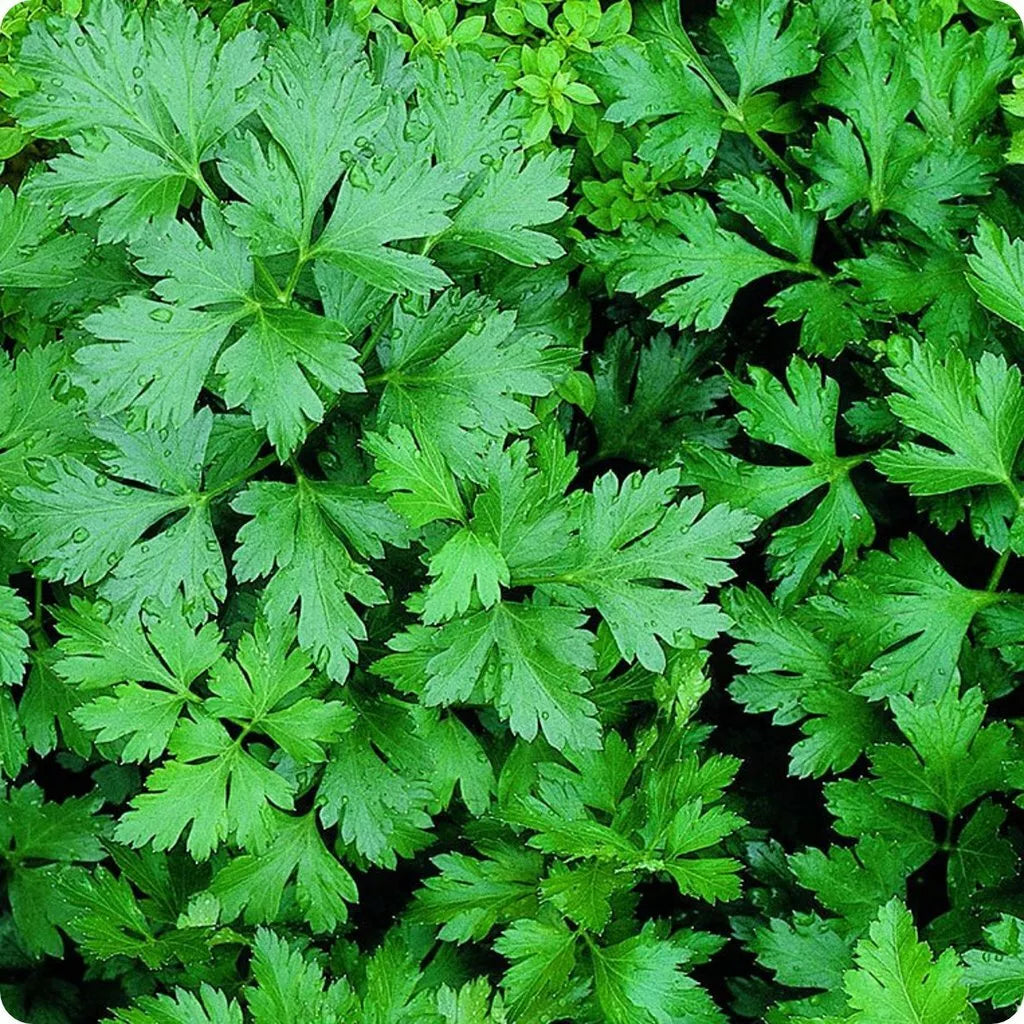 Giant of Italy Parsley Seeds - 300+ Non-GMO Herb Garden Seeds - Petroselinum crispum - Culinary Herb for Home Gardening