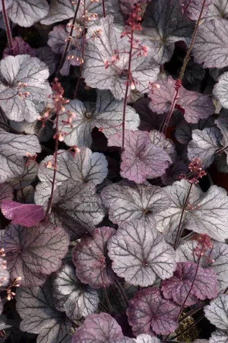 Heuchera Plant 4" Pot Northern Exposure™ Purple Coral Bells Heuchera hybrid - Burgundy Leaves, Pink Flowers, Evergreen Perennial