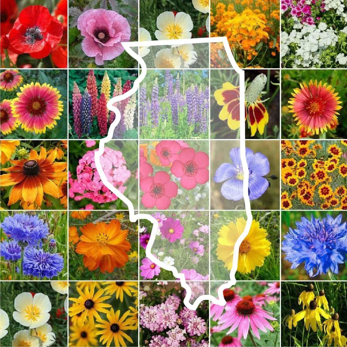Illinois Wildflower Seed Mix - 1000 Non-GMO Seeds - Perennial & Annual Native Plants - Various Species for USA Gardens