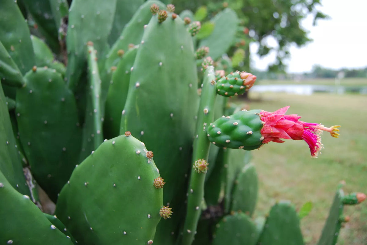 Prickly Pear Cactus Plant - Rooted Opuntia with Edible Nopal & Fruit, Green Foliage, Medicinal Benefits, Drought-Tolerant