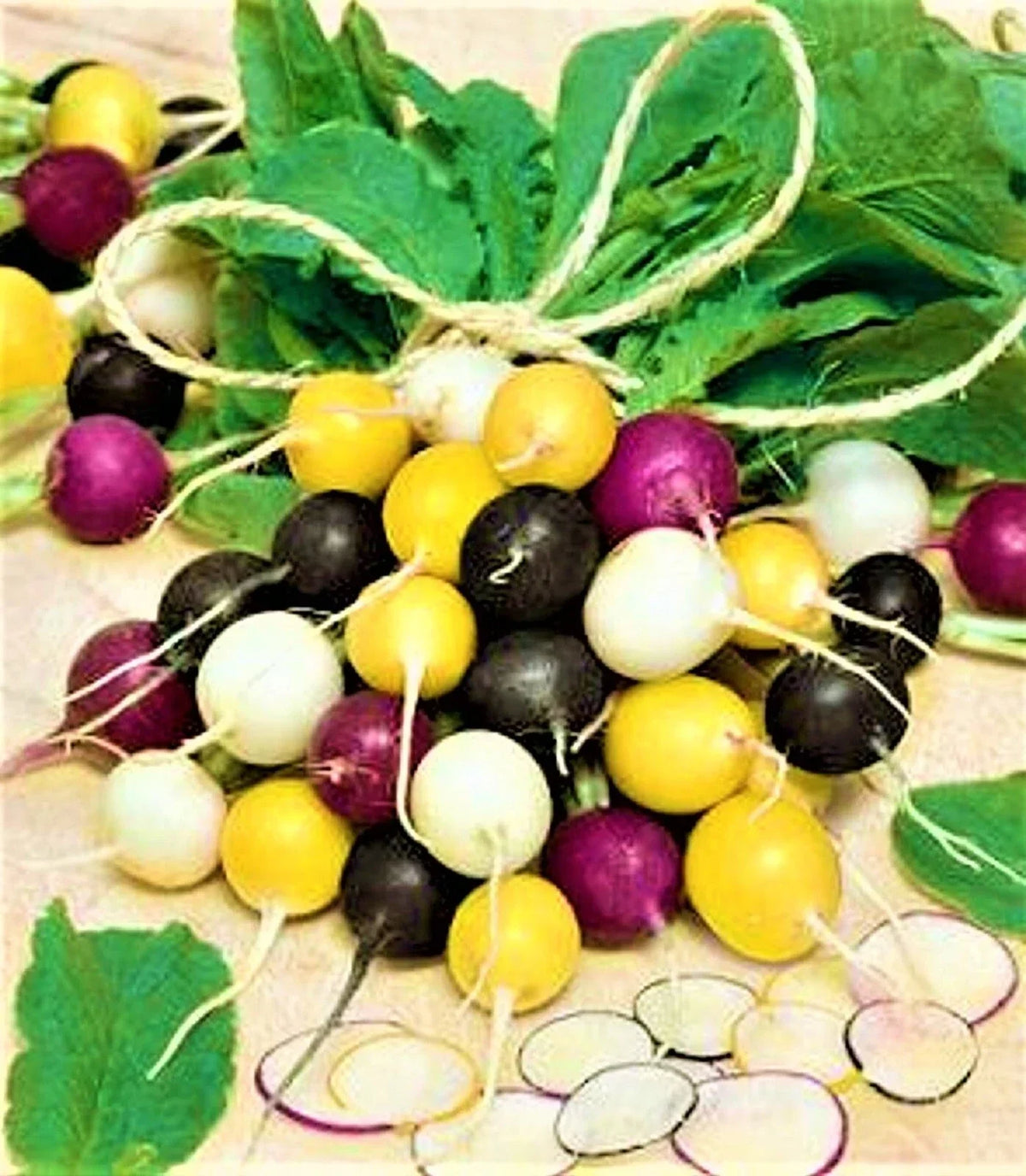 Halloween Mix Radish Seeds - 100+ Non-GMO Seeds - Colorful Raphanus sativus Variety for Fall Planting