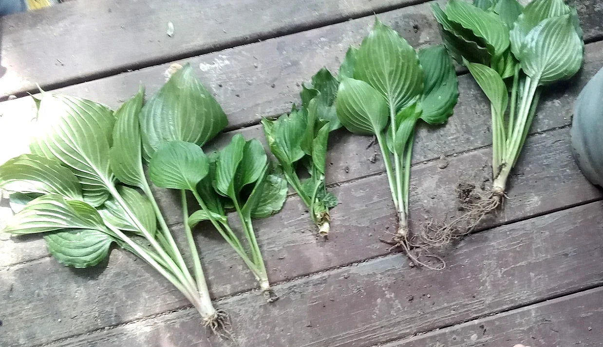 Live Hosta Plants 5 Pack Sieboldiana Elegans Solid Green Hosta sieboldiana 'Elegans' Shade Lover Garden Perennials