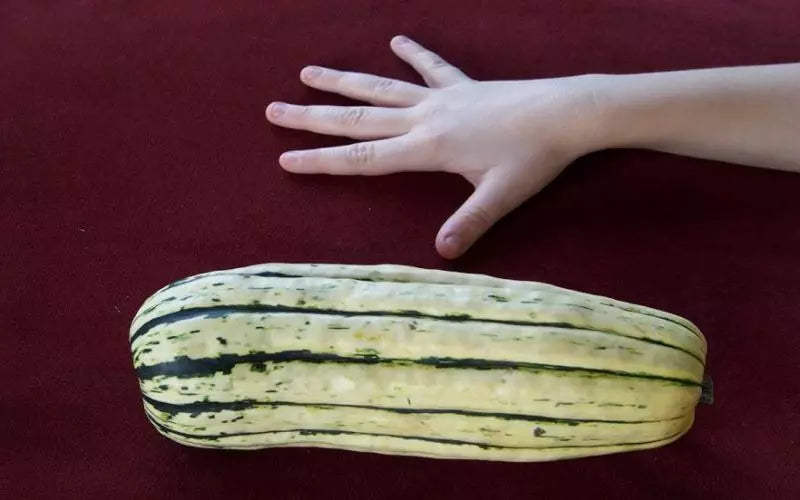 Delicata Sweet Potato Squash Seeds - 35 Pack - Heirloom Variety - Cucurbita pepo - Non-GMO for Home Gardening