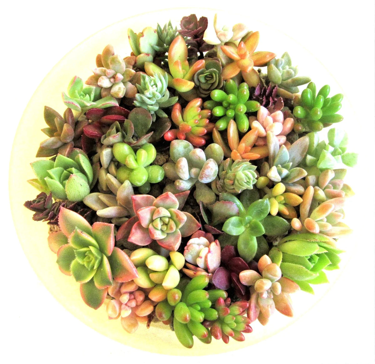 30+ Succulent Cuttings 1-2 Inch Mixed Varieties - Ideal for Crafting and Gardening - Various Species