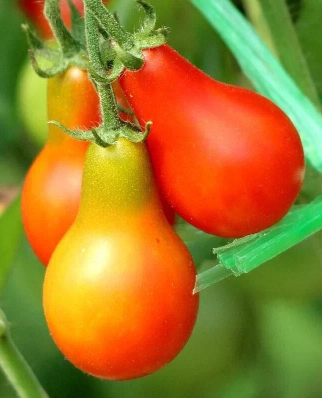 Classic Red Pear Tomato Seeds - 25 Premium Heirloom Seeds (Solanum lycopersicum) for Home Gardening and Small Spaces