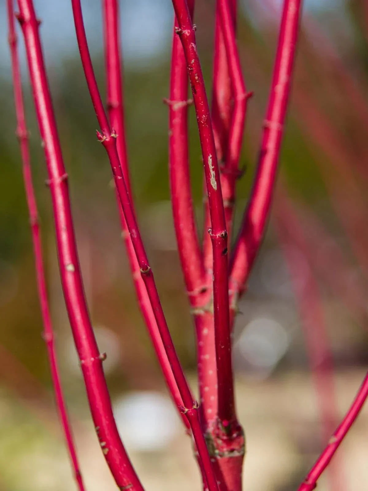 Red Dogwood Cuttings 2 Pack - Vibrant Red Bark, Easy to Grow, Cornus sericea
