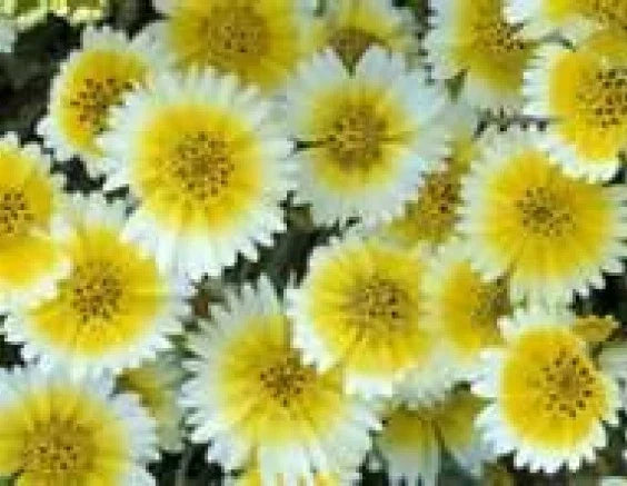 Tidy Tips Flower Seeds - 100 Bulk Seeds - Layia Platyglossa - Easy to Grow Annual, Attracts Pollinators, Free Shipping