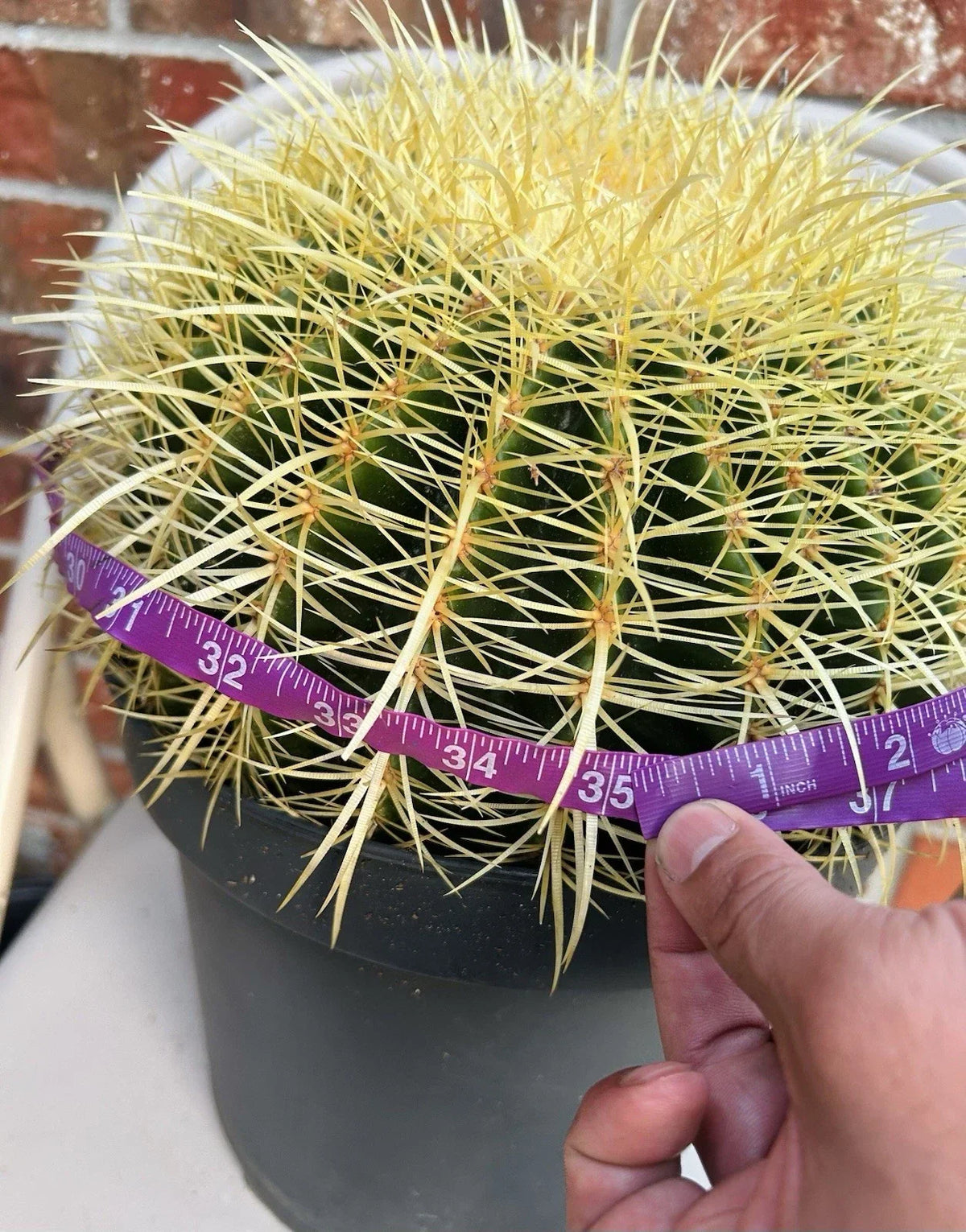 Giant Golden Barrel Cactus 15+ lb Echinocactus grusonii 34-35” Circumference Stunning Drought-Tolerant Desert Plant