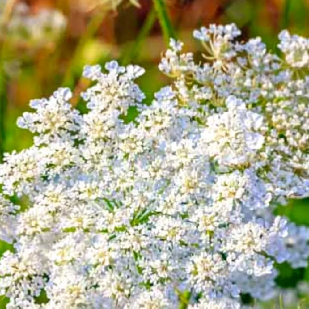 Caraway Seeds | Heirloom NON-GMO | Culinary Herb | Carum carvi