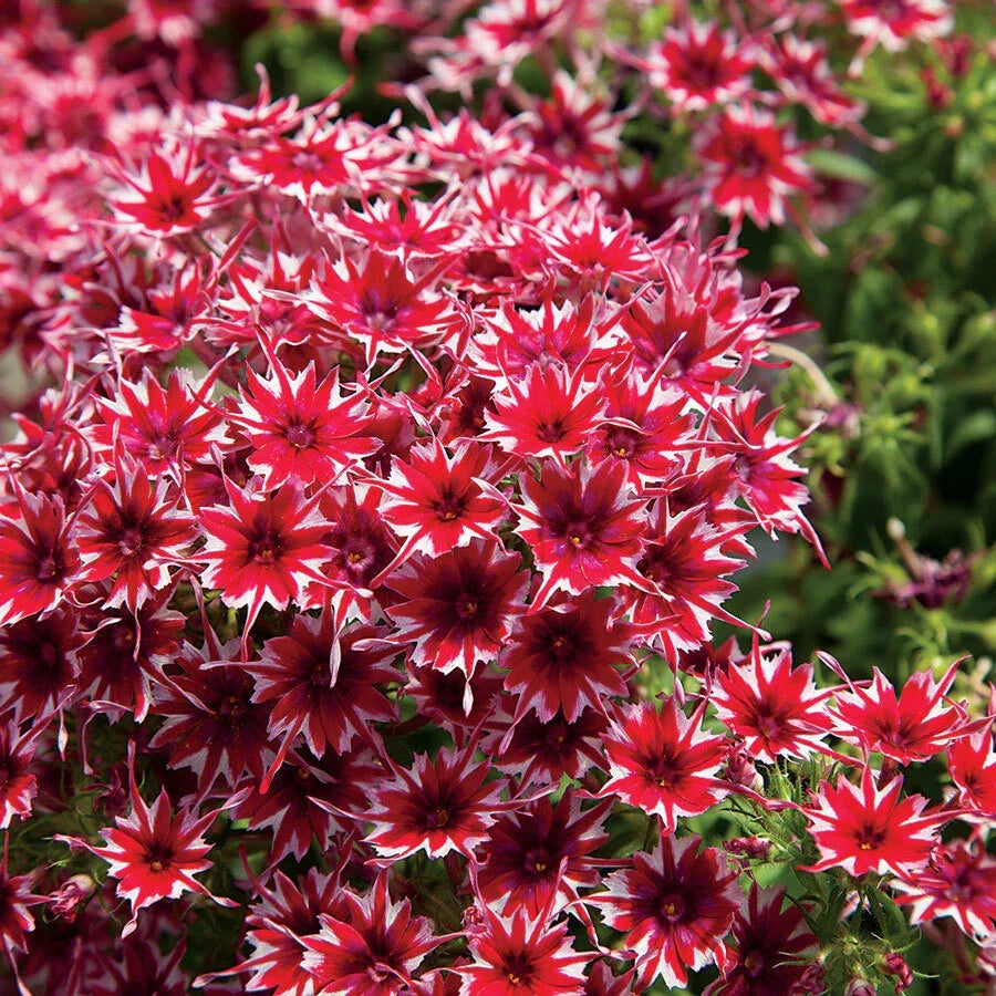 50 Phlox Seeds | Bright Red and White Flowers | Phlox paniculata | Perennial Flower Seeds | US Seller