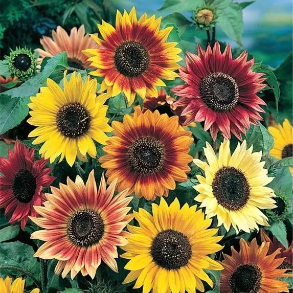 Sunflower Seed Mix, 10 Species, Non-GMO, Pollinator Friendly, Helianthus spp., Garden Seeds for Vibrant Blooms
