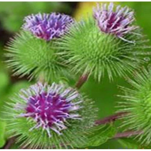 Burdock Seeds 100 Organic Seeds Medicinal Herb Arctium lappa Biennial Culinary Garden Plant