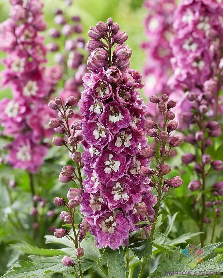 Bee Delphinium Seeds - 200+ Pink and White - Delphinium elatum - USA Grown, Attracts Pollinators, Ideal for Garden Planting