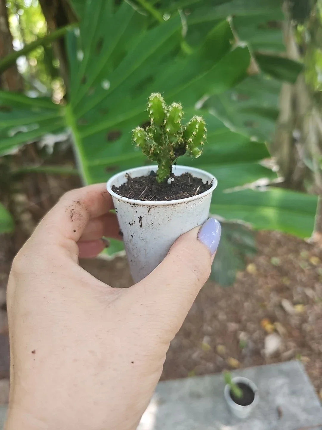 Baby Fairy Castle Cactus 2.5 in Pot | Unique Succulent Acanthocereus Tetragonus | Indoor Plant for Home Decor