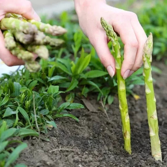 Asparagus Seeds 200 Count - Mary Washington Non-GMO Heirloom - Asparagus officinalis - Perennial Vegetable Gardening