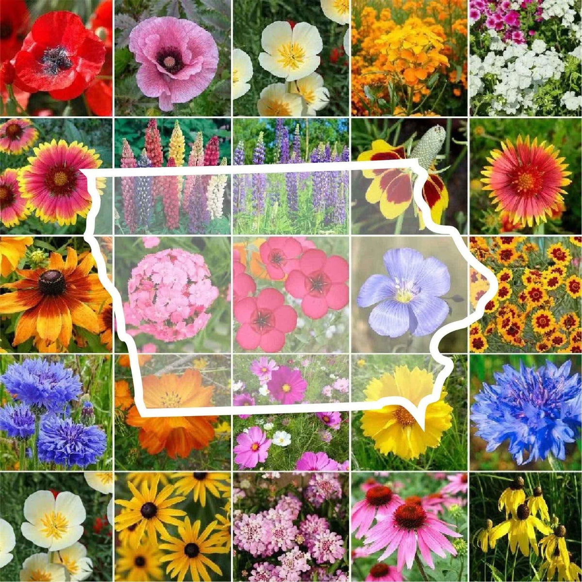 Wildflower Seed Mix 1000 Seeds Iowa State Flower Non-GMO Native Perennials & Annuals Various Species