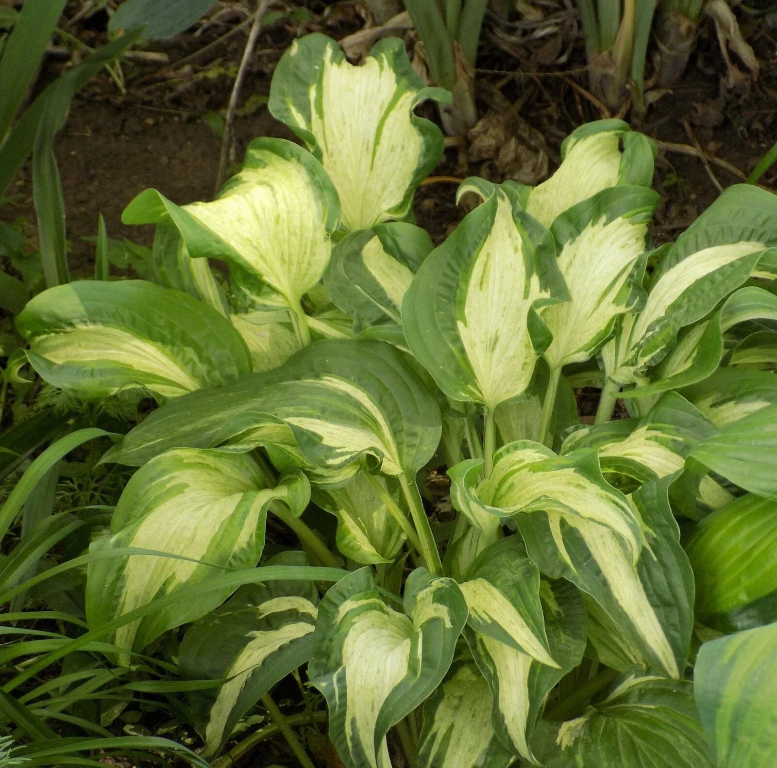 Hosta Plant 1-Gallon Allegan Fog Striped Variety Hosta sieboldiana - Ideal for Shade Gardens