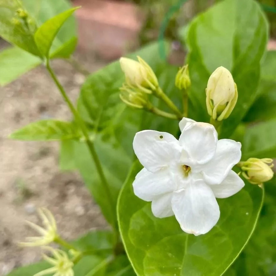 Orleans Sambac Jasmine Plant 4" - Live Jasminum sambac 'Orleans' - Fragrant Evergreen Shrub with White Flowers, No Pot