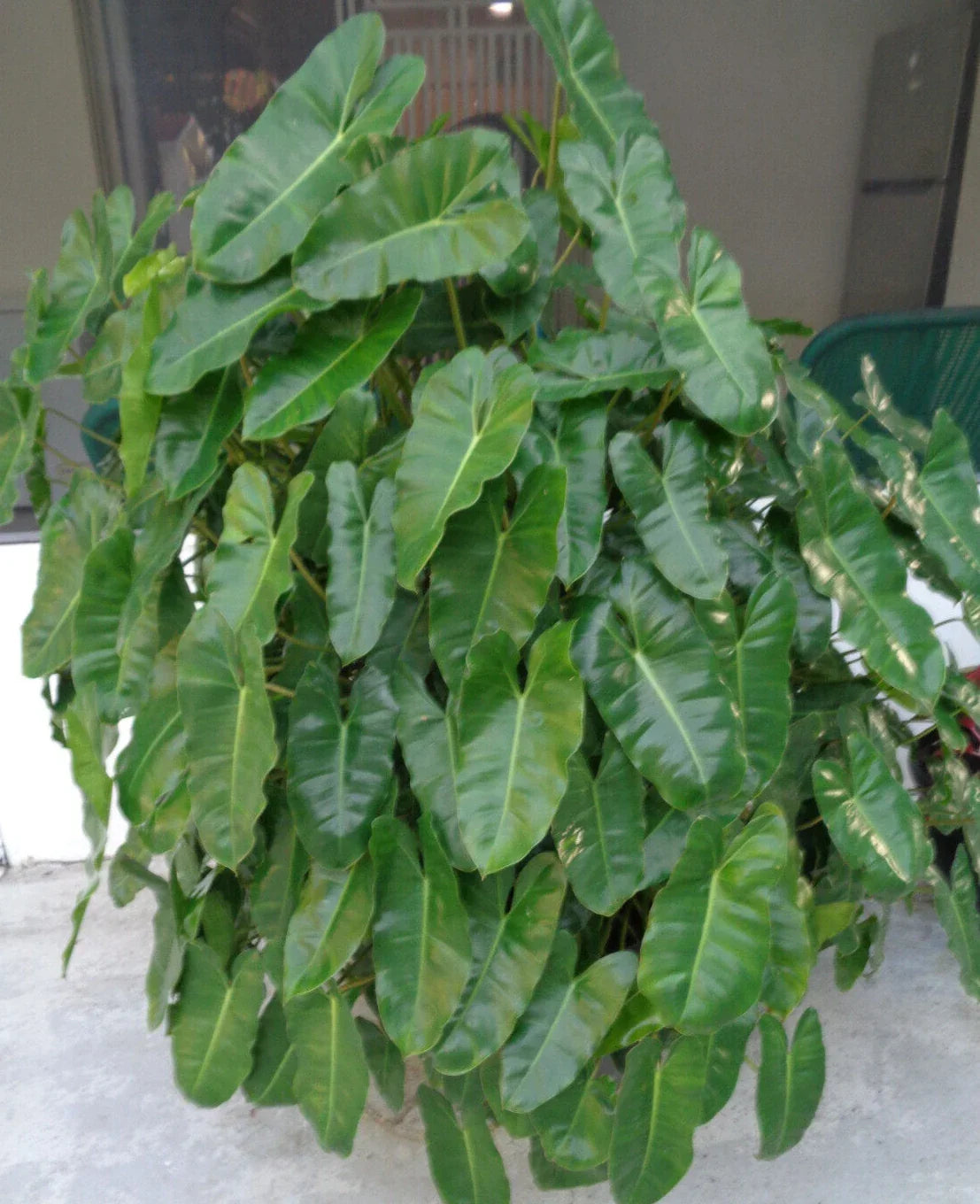 Burle Marx Philodendron Plant 10"-12" Bare Root Indoor Outdoor Philodendron spp. Lush Green Foliage for Easy Care