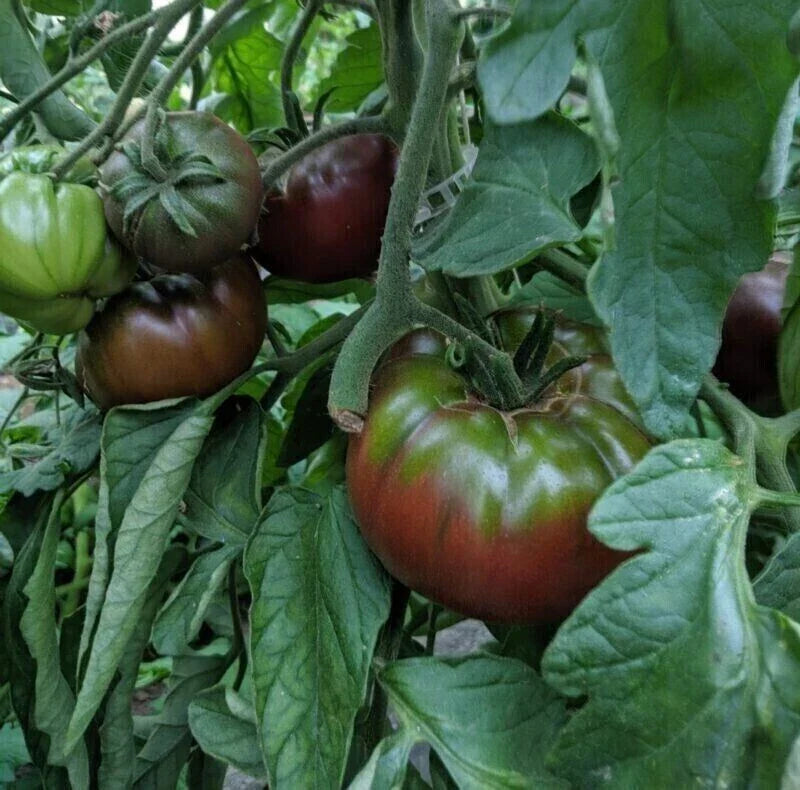 Russian Black Krim Tomato Seeds - 30+ Organic Non-GMO Heirloom Seeds - Solanum lycopersicum - Dark Purple-Black Fruits
