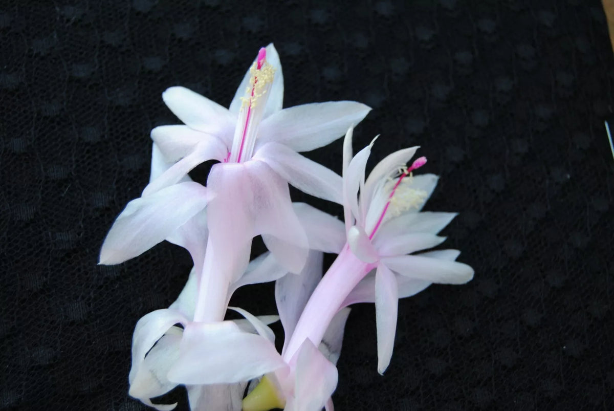 Christmas Cactus Starter Plant - Angel Kisses - Well Rooted - Schlumbergera Truncata for Home and Garden Decor