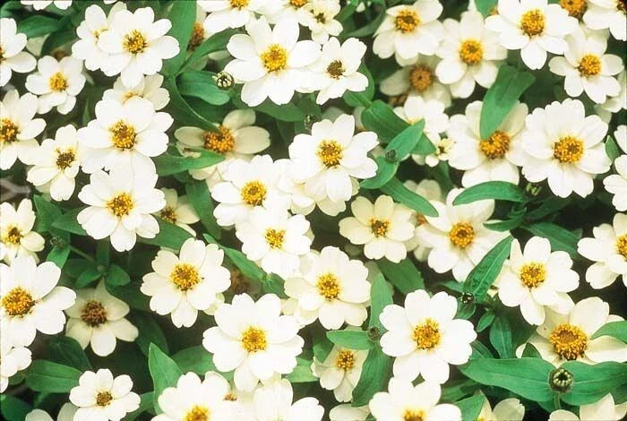 Profusion Double White Zinnia Seeds - 100+ Count - Zinnia elegans - Ideal for Garden Planting - Attracts Butterflies