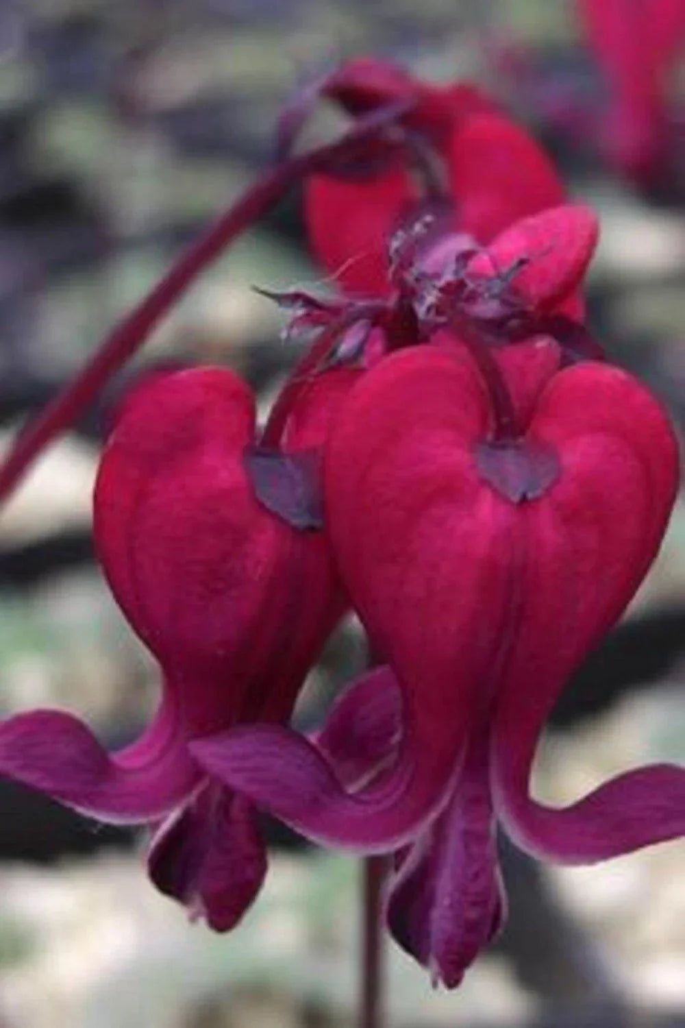 25 Dark Red Bleeding Heart Seeds, Dicentra Spectabilis, Perennial Shade Flower for Garden, Heart-Shaped Blooms