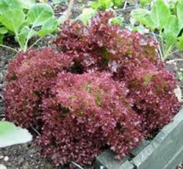 Red Leaf Lettuce Seeds, 1000 Count, Lolla Rosa, Heirloom, Non-GMO, Organic Vegetable Seeds, Lactuca sativa