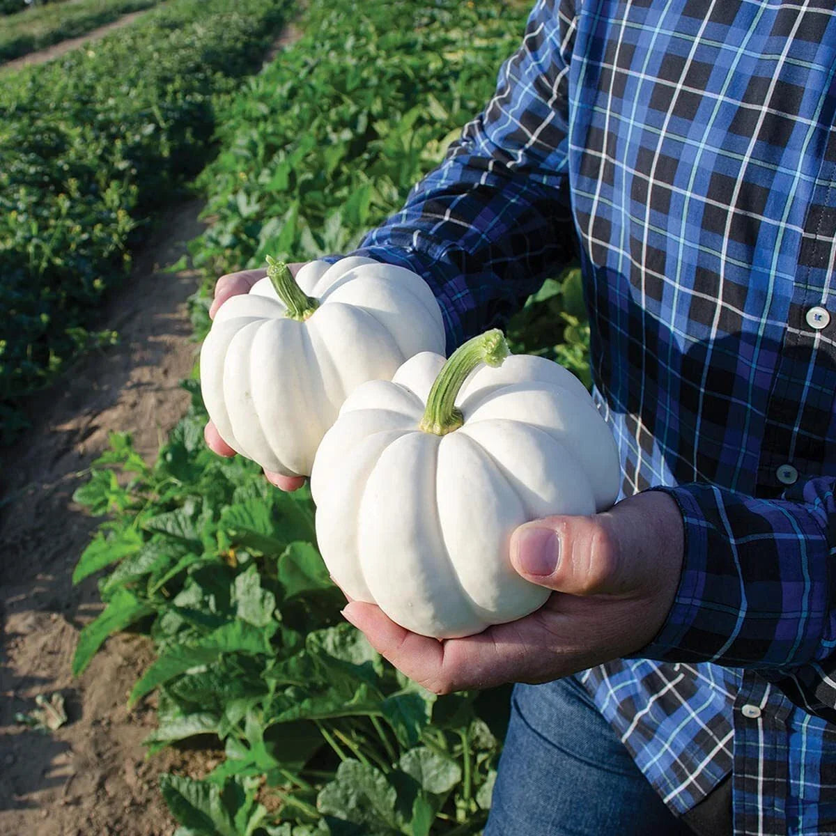 Small White Pumpkin Seeds, 20 Count, Casperita Variety, Non-GMO, Cucurbita pepo, Perfect for Planting and Decor