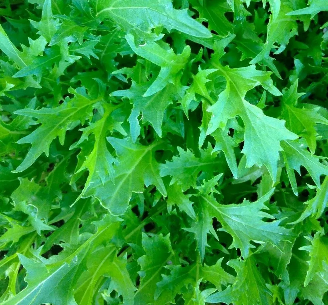 Mizuna Mustard Seeds 300+ Count - Brassica rapa var. nipposinica - Asian Culinary Microgreens for Home Gardening
