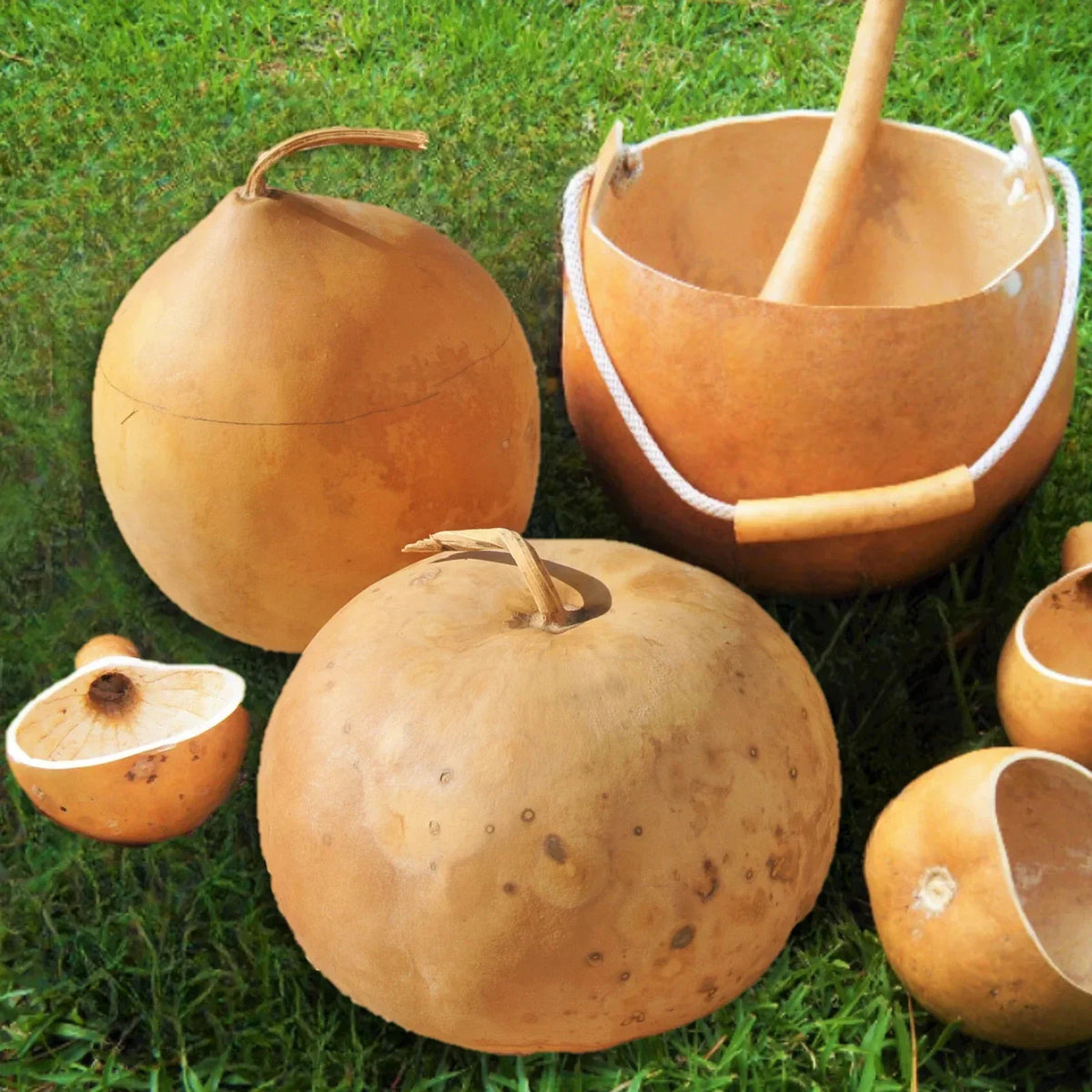 Bushel Gourd Seeds - Ornamental Hard-Shelled Gourds for Crafting - Lagenaria siceraria - Non-GMO, 20 Seeds per Packet