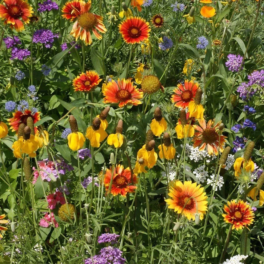 Western Wildflower Seed Mix - 19 Species - Native Wildflowers for Garden - Various Species - Non-GMO Seed Packet