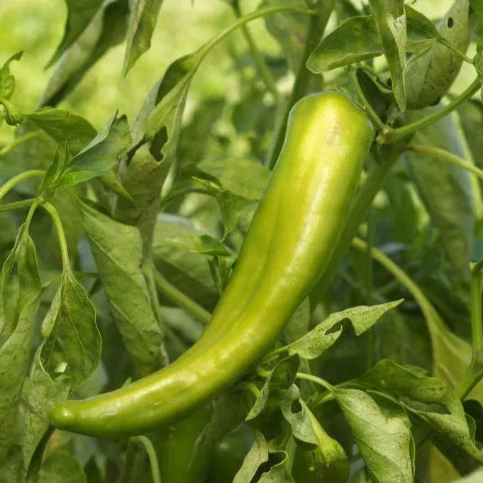 Anaheim Chile Pepper Seeds - Heirloom Green - 2500 Scoville - Capsicum annuum - 20 Seeds for Garden Planting