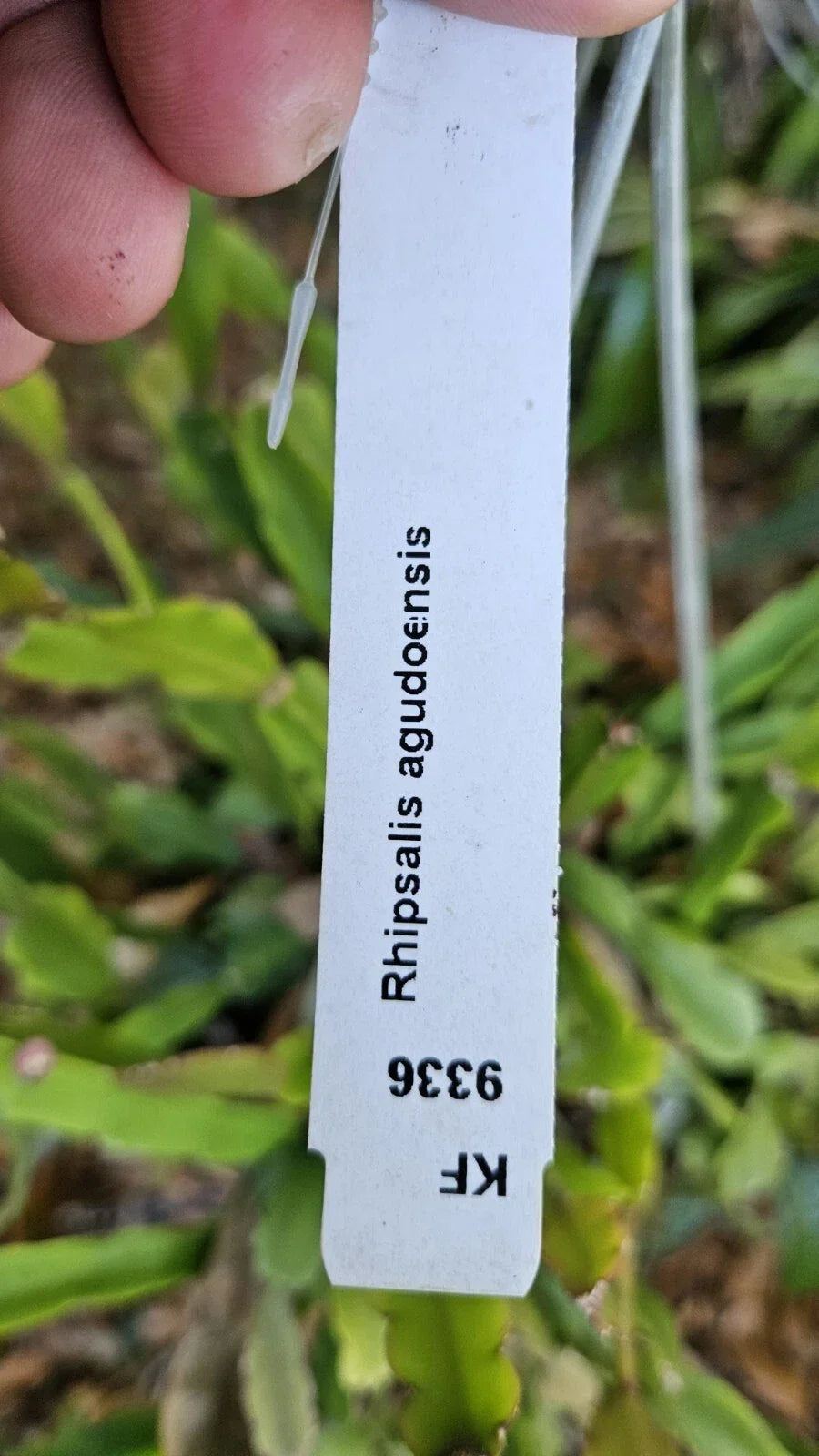 Rhipsalis Agudoensis Cuttings - 5 Orchid Cactus Cuttings - 4 Inches - Full Sun Indoor Plant - Trailing Growth Habit