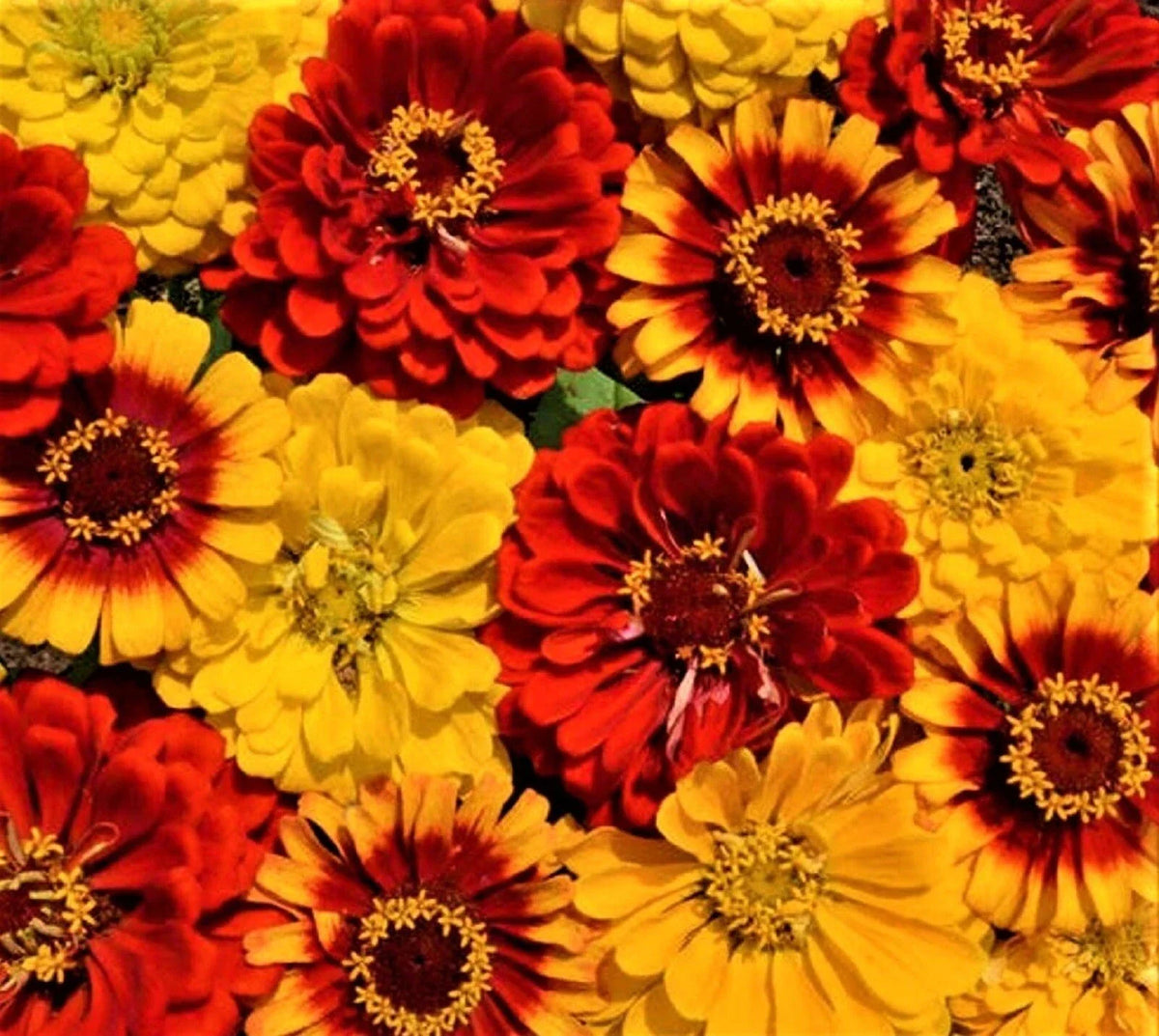 Zinnia Seeds Mix 100+ South of the Border Variety Colorful Garden Flowers Zinnia elegans