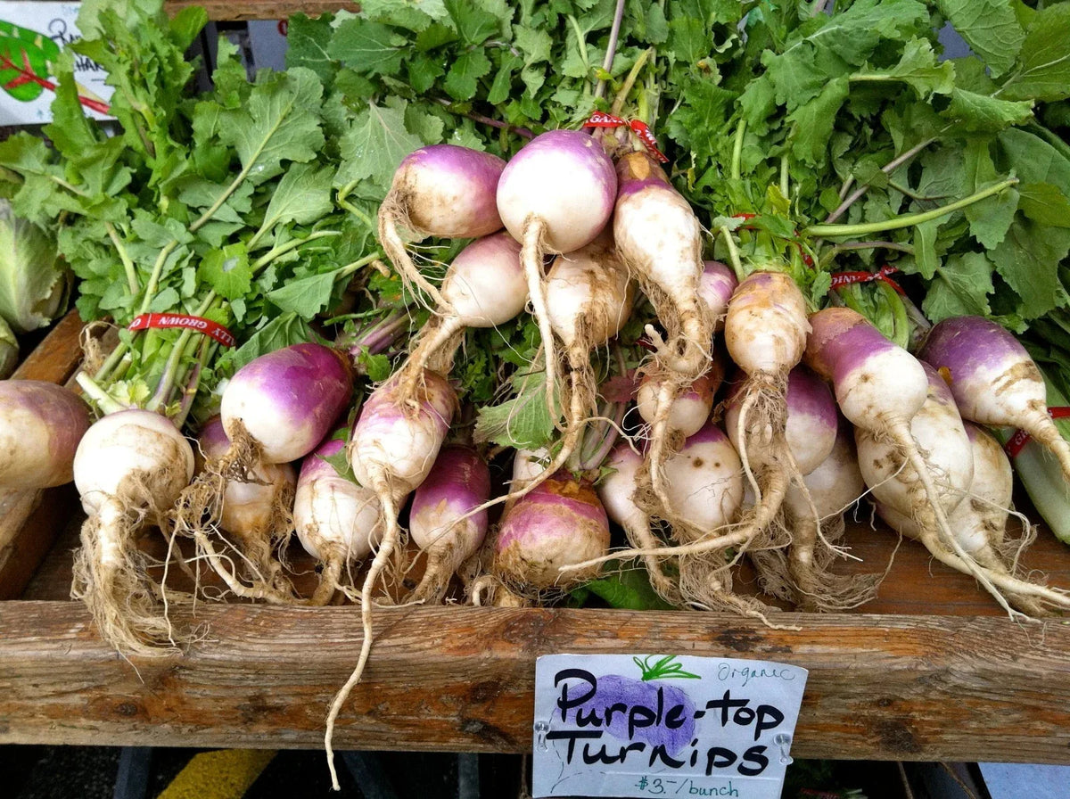 Turnip Seeds 200 Count Purple Top White Globe Brassica rapa Nutrient-Rich White Flesh Great Greens for Home Garden