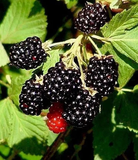 Wild Southern Blackberry Plants 4-Pack, 6" Starter, Rubus Fruticosus, Edible Fruit Bush, Dormant Winter, Bare Root