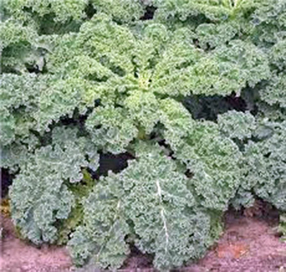 Dwarf Siberian Kale Seeds - Heirloom, Non-GMO, 100+ Seeds, Brassica oleracea var. sabellica for Home Gardens
