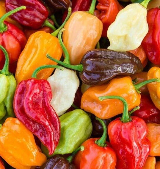 Rainbow Habanero Pepper Seeds Mix - 50+ Colorful Varieties, Capsicum chinense, Red, Yellow, Chocolate, White, Orange