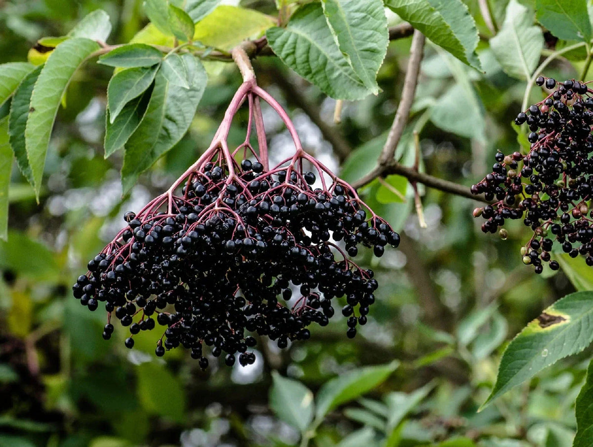 Elderberry Cuttings 50 Black Bearing Sambucus nigra - Premium Variety for Gardening, Jams, and Pollinator Attraction