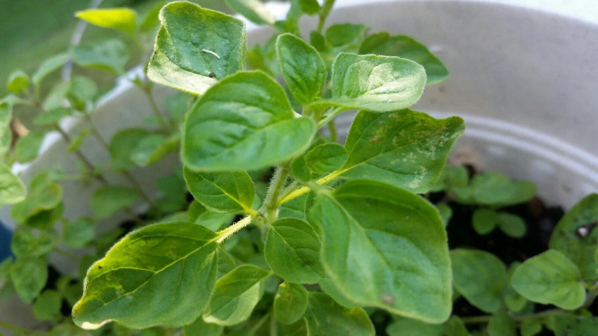 Greek Oregano Bareroot Plant Cutting 2-4" Green Culinary Herb Origanum vulgare subsp. hirtum Aromatic Kitchen Garden Plant