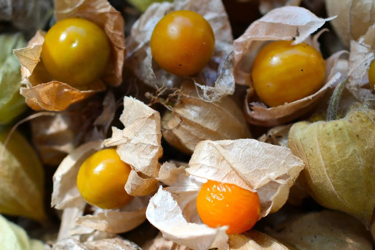 Cape Gooseberry Seeds - 50+ Rare Heirloom Ground Cherry Seeds - Physalis peruviana - Sweet Orange Fruits for Home Gardening