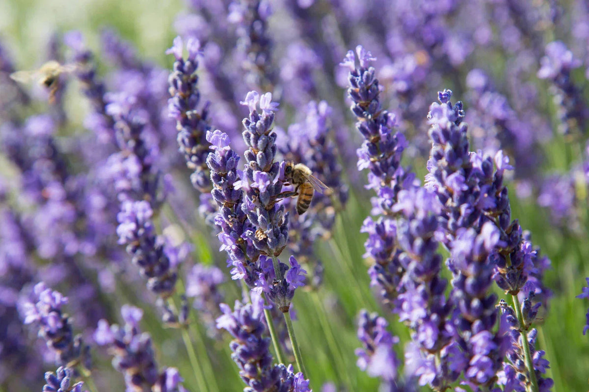 True Lavender Seeds 100 Non-GMO Lavandula angustifolia Flowering Herb for Garden Planting
